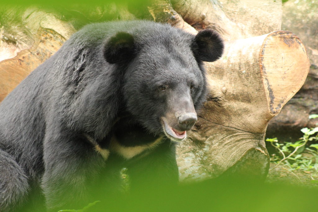 himalayan-black-bear