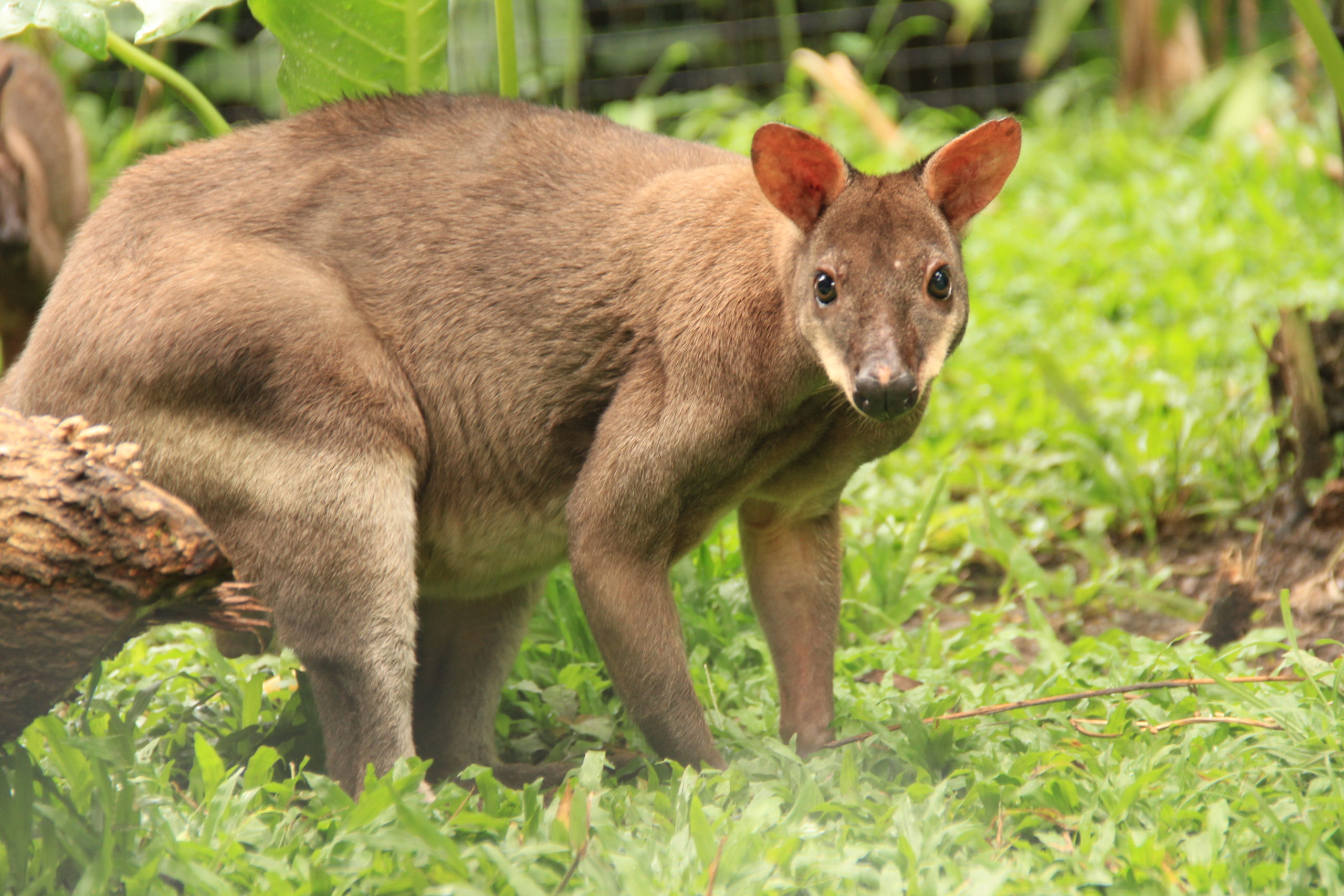 The Dusky Wallaby - Bali Safari Marine Park The Dusky Wallaby - Bali Safari Marine Park