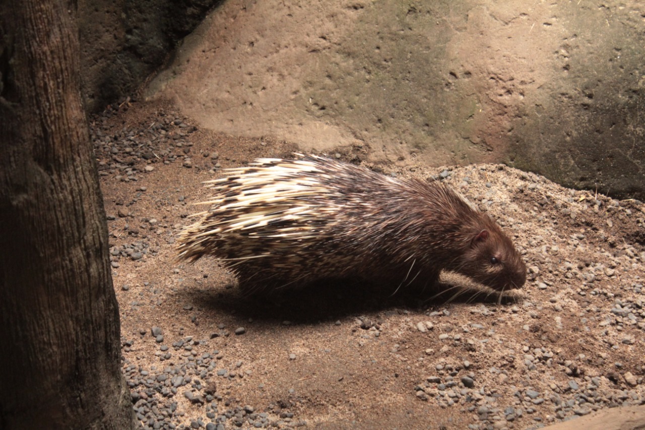 The Malayan Porcupine - Bali Safari Marine Park The Malayan Porcupine - Bali Safari Marine Park