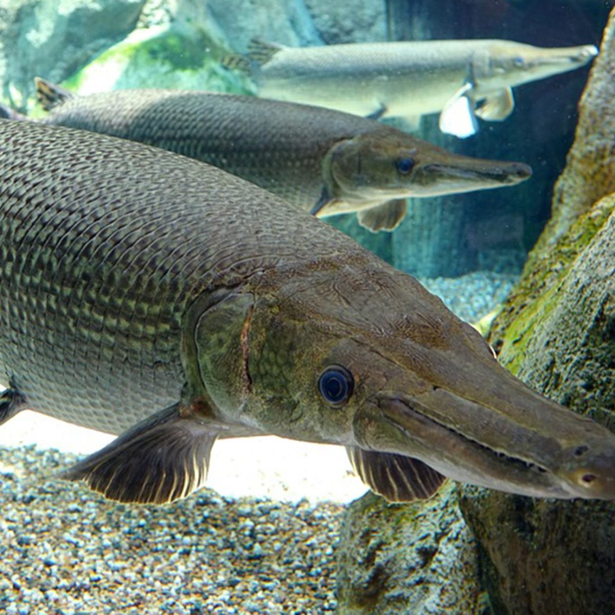 Alligator gar aquarium best sale care