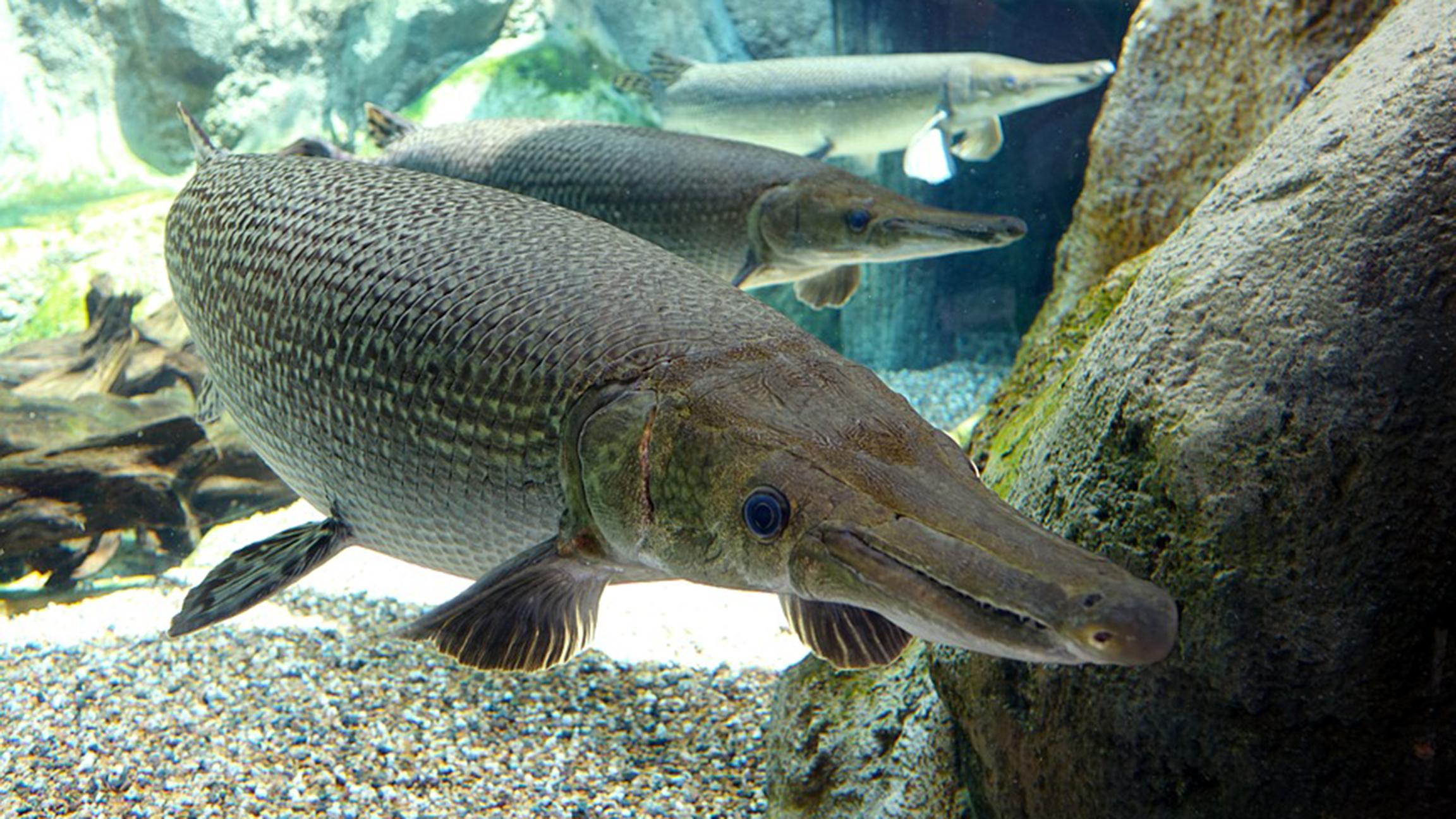 Predator fish for deals aquarium
