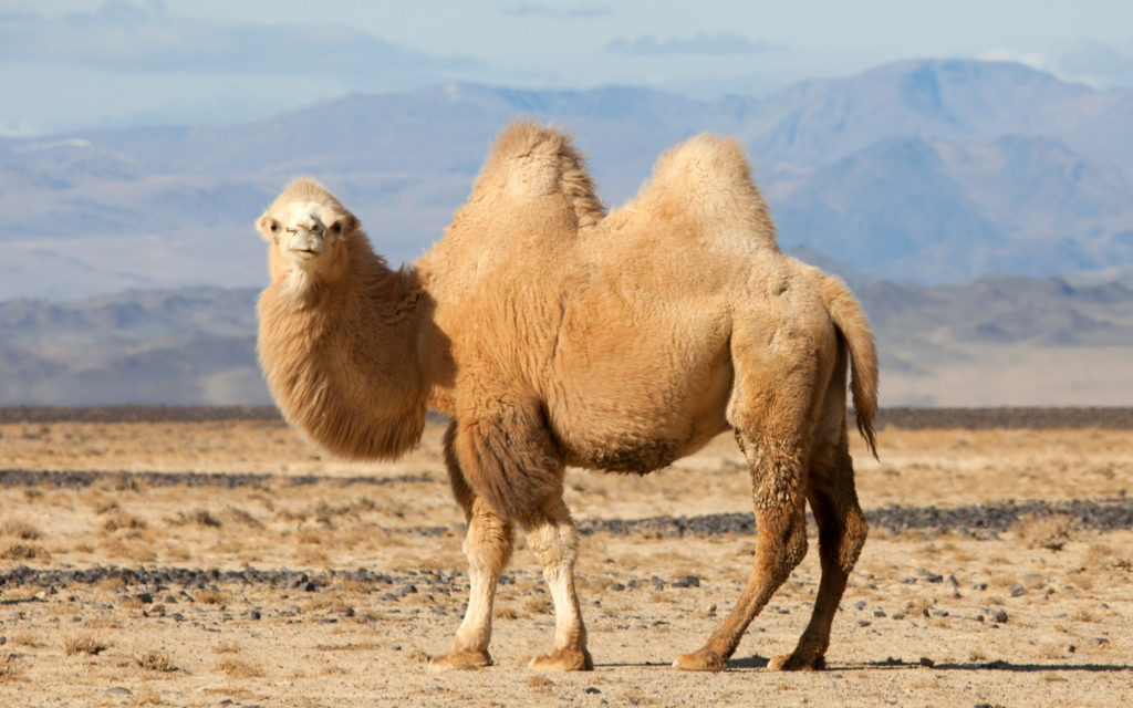 bactrian-camel