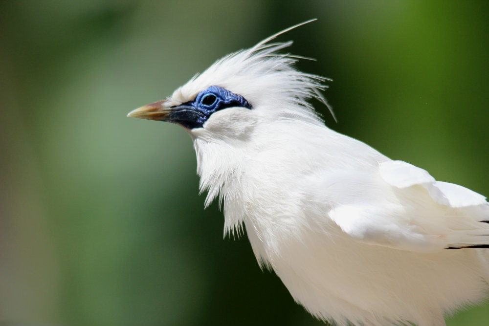 Get to Know The Birds of Indonesia