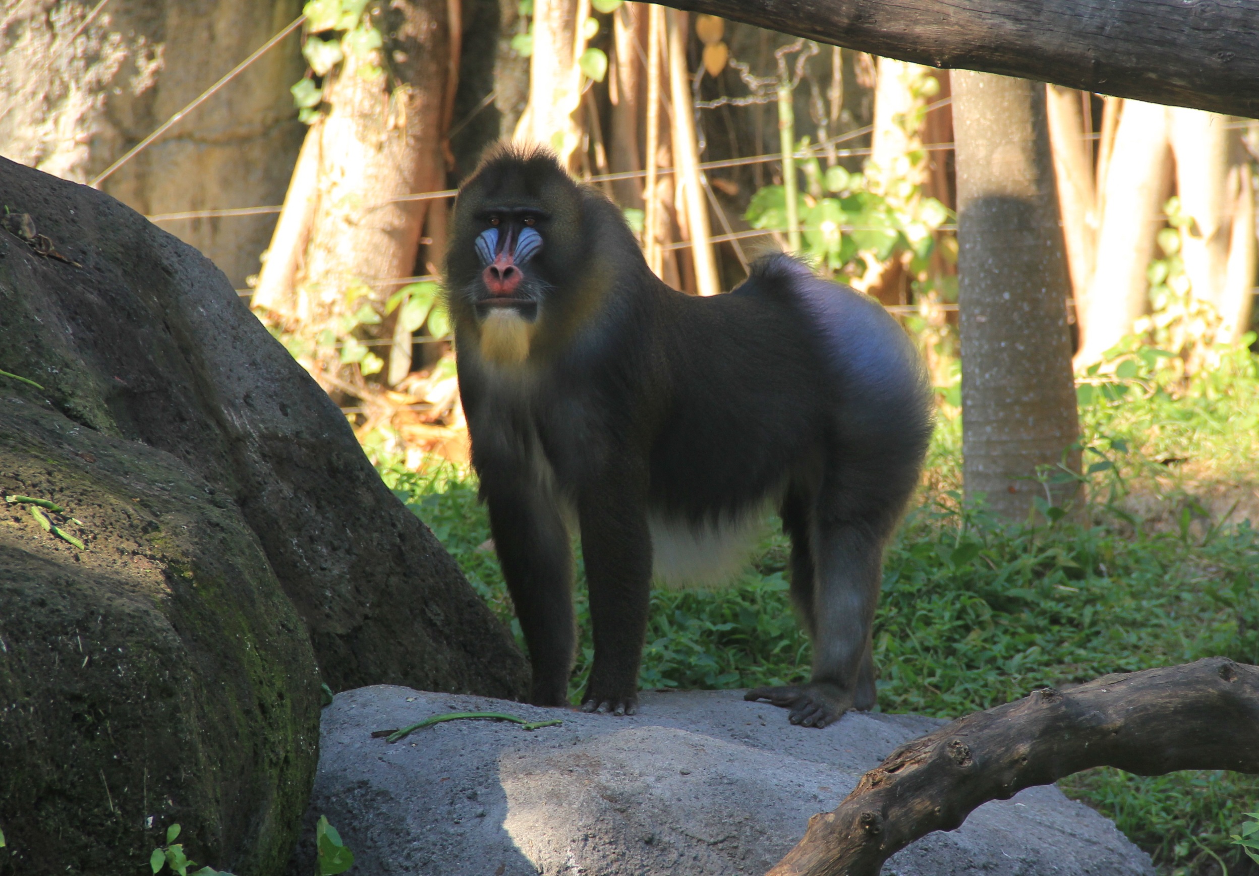 Mandrill, The Largest Monkey of Africa - Taman Safari Bali