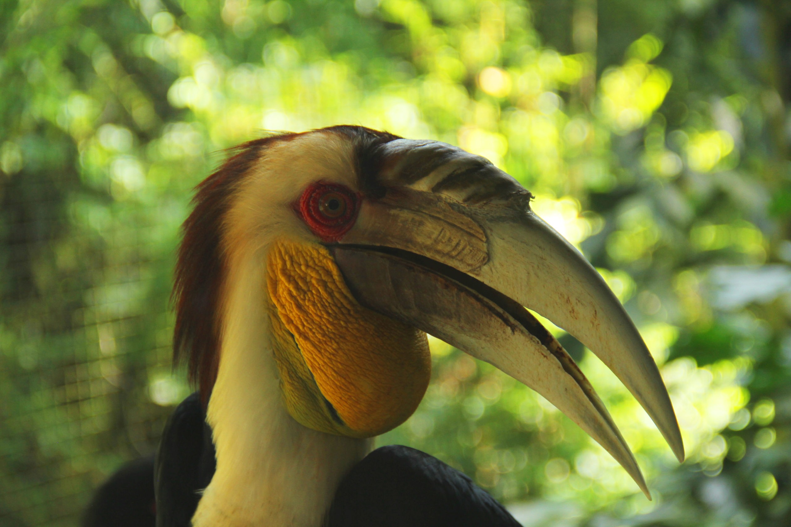 you can meet Julang Emas or Wreathed Hornbill at Bali Safari Park