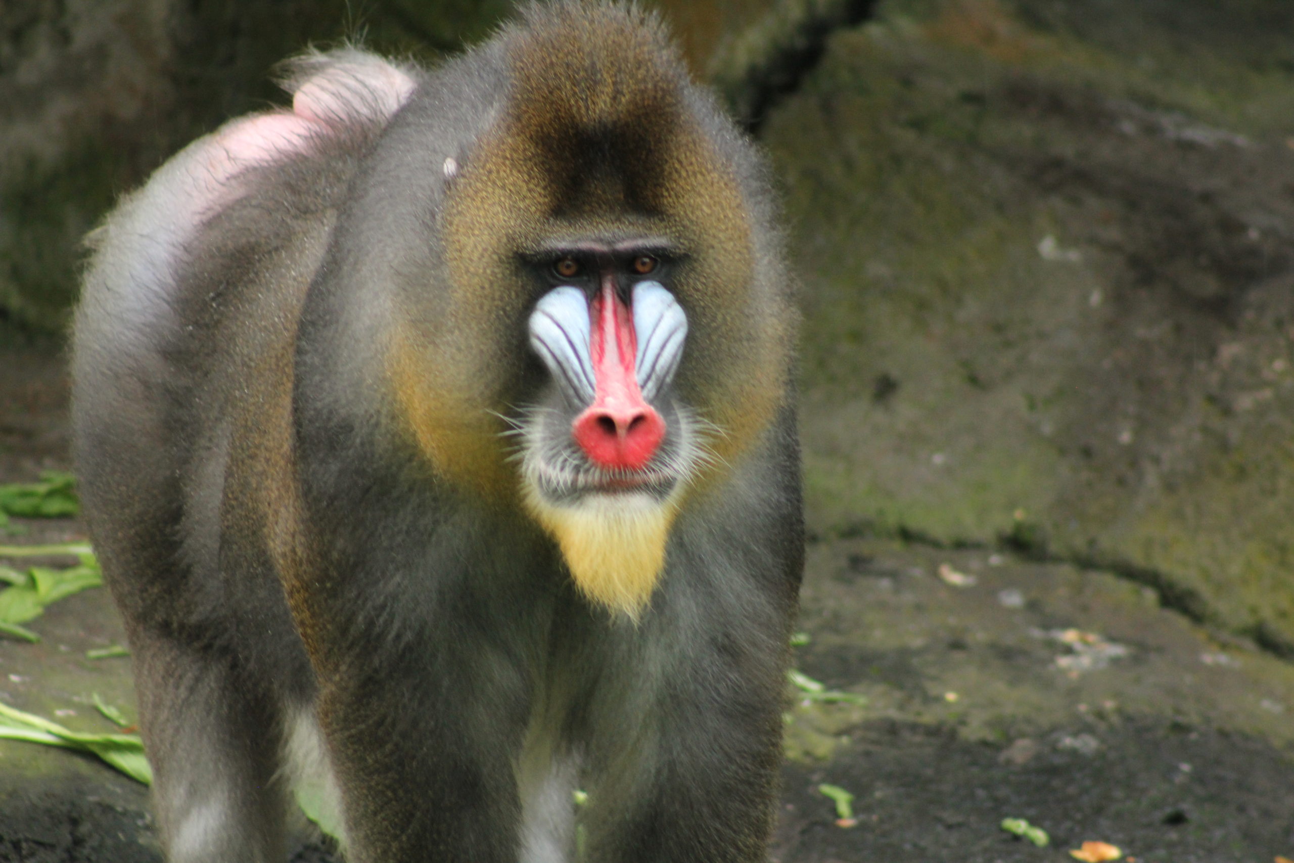 Mandrill, The Largest Monkey of Africa - Taman Safari Bali