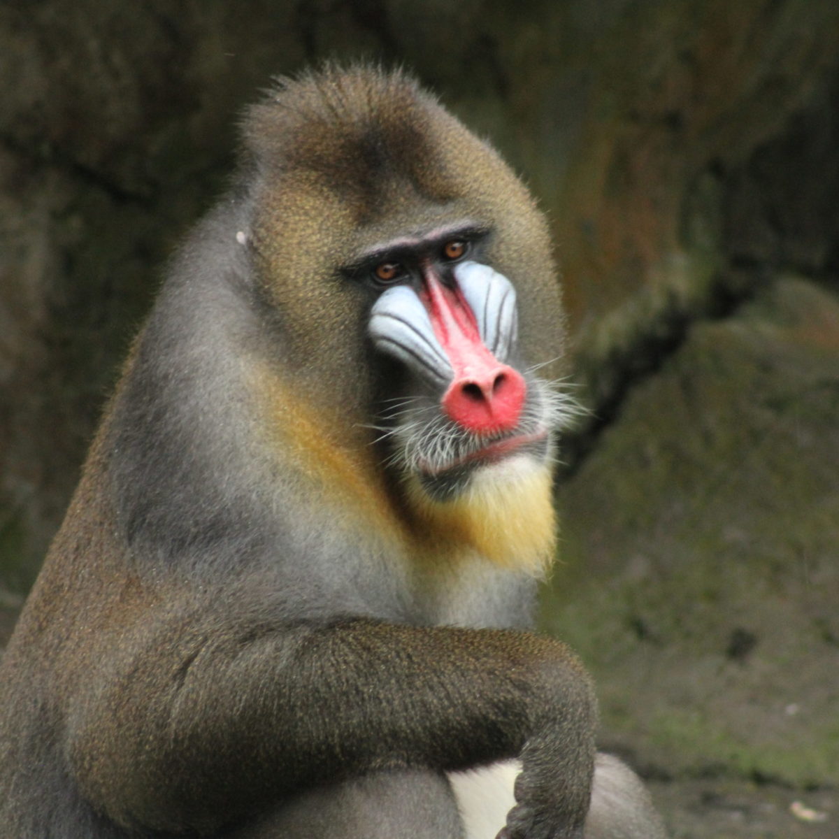 Mandrill, The Largest Monkey of Africa - Taman Safari Bali