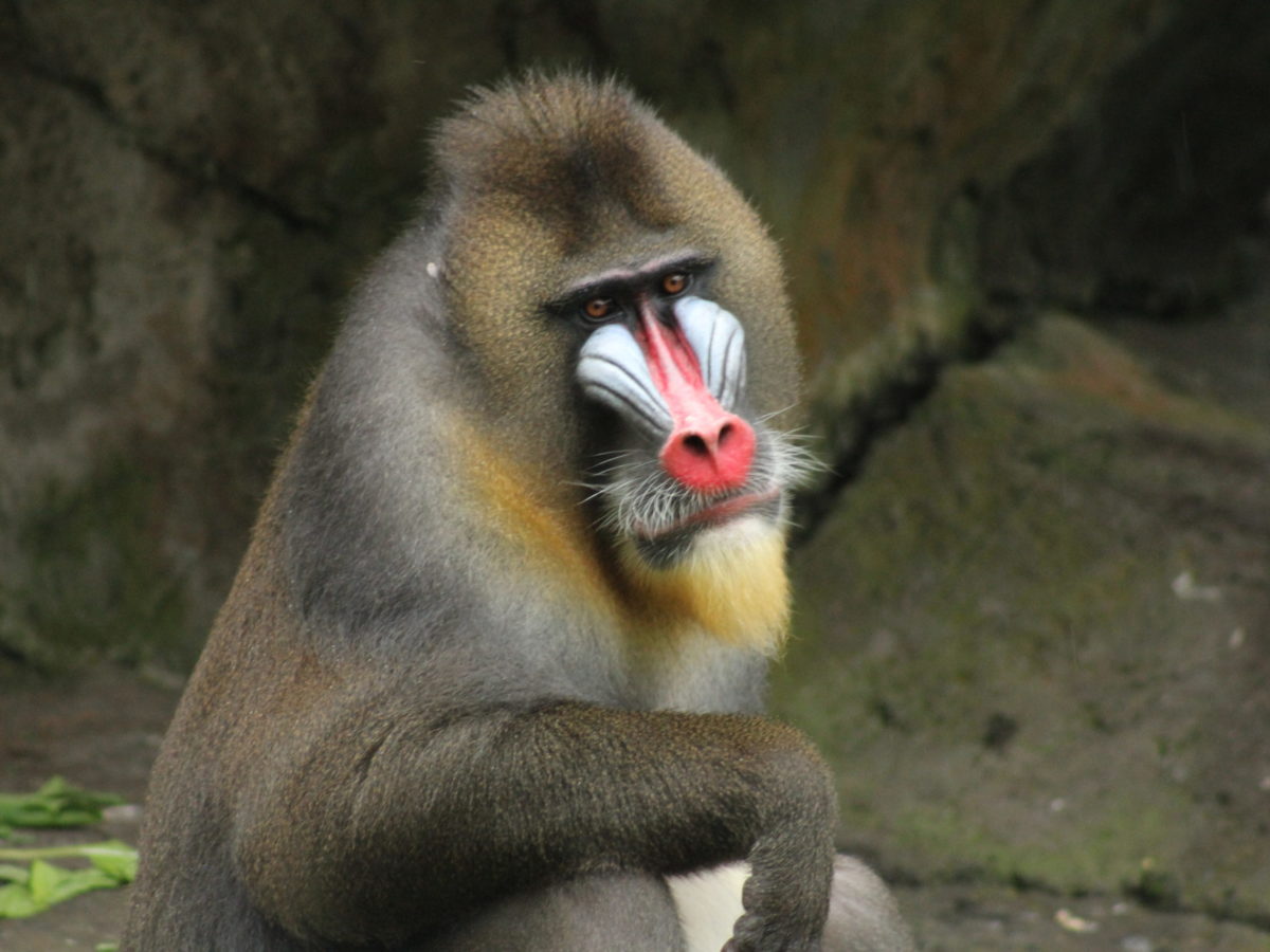 Mandrill, The Largest Monkey of Africa - Taman Safari Bali