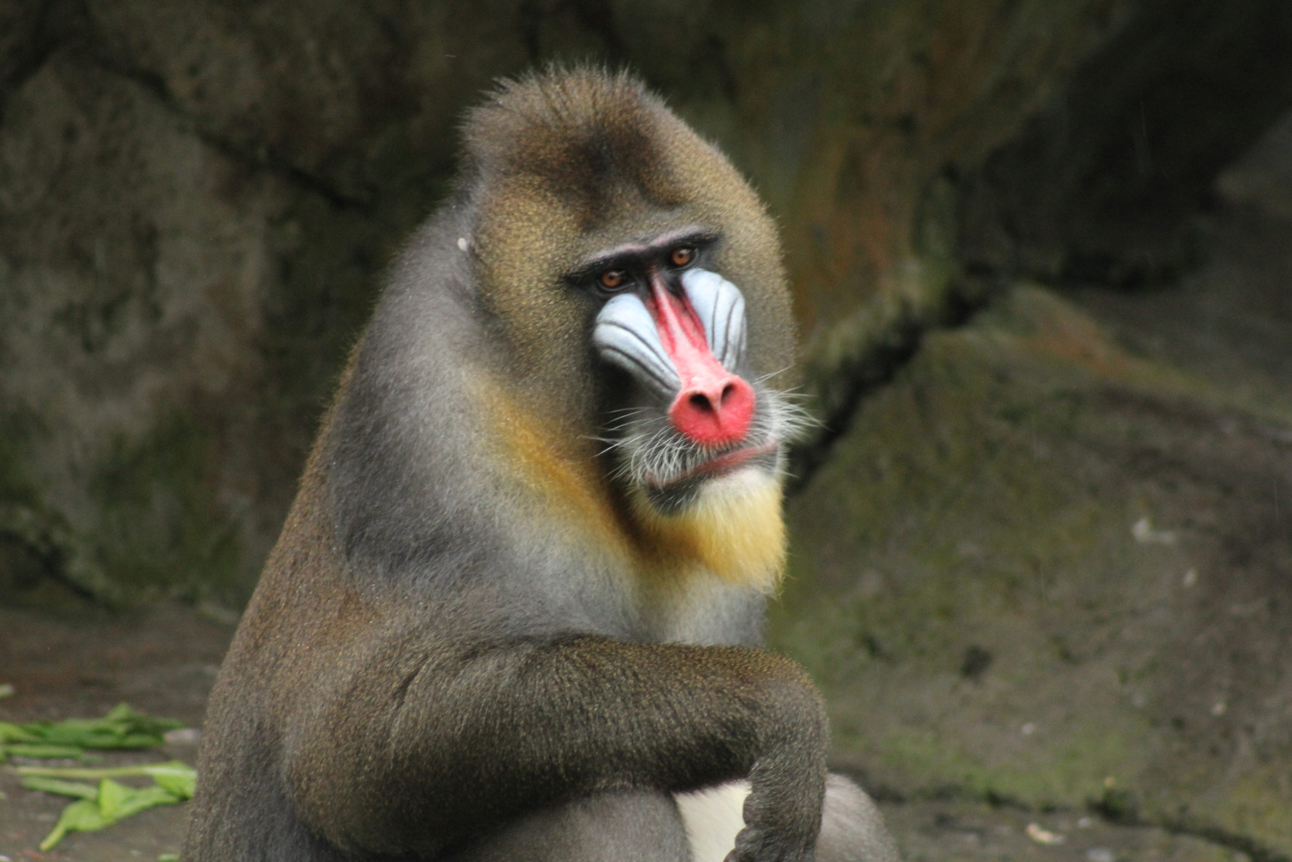 red and blue faced monkey