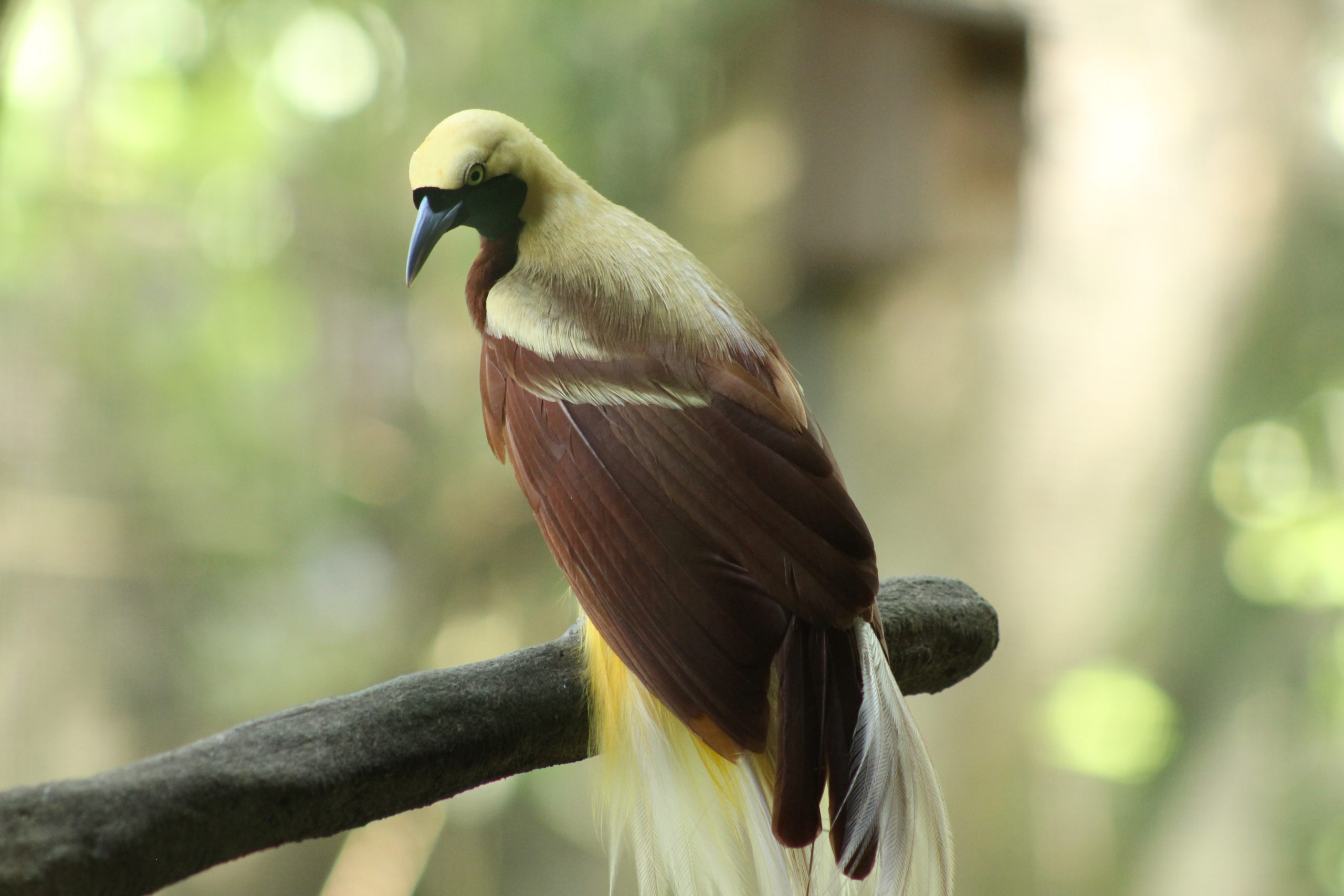 Meet Cendrawasih at Bali Safari Park