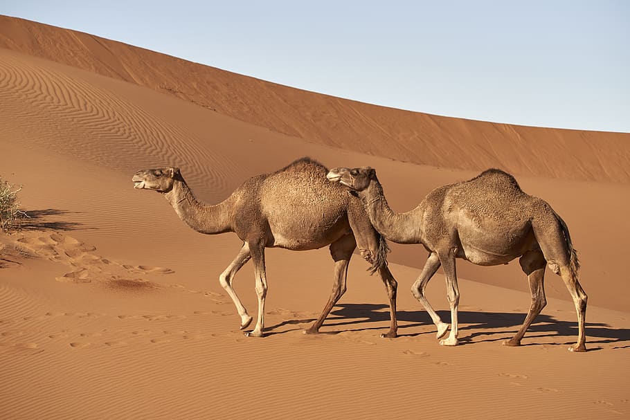 dromedary-camel-morocco-sahara