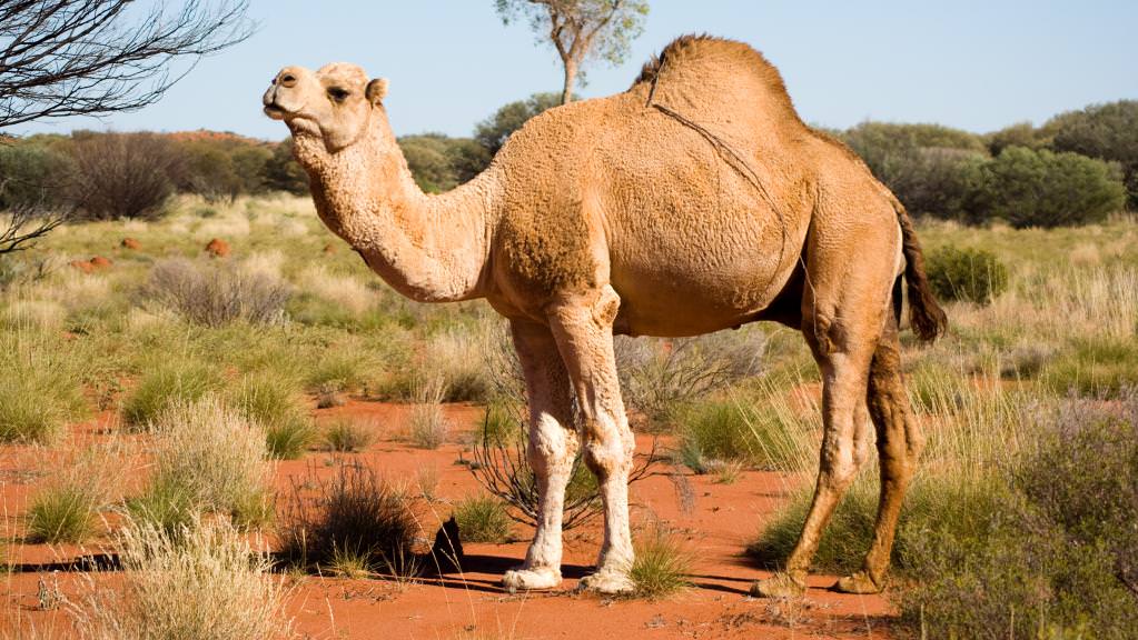 What Makes Camel Became A Unique Animal - Bali Safari Marine Park