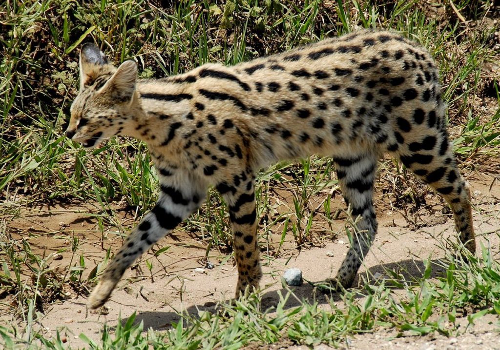 Serval cat discount