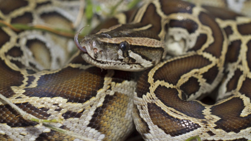 Python, The Longest Snake In The World - Bali Safari Marine Park