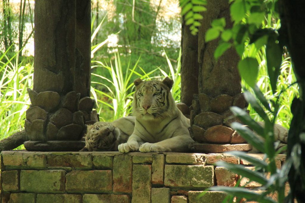 Meet white tiger at Bali Safari Park