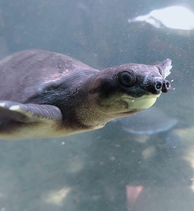 celebrate world turtle day with Bali Safari Park