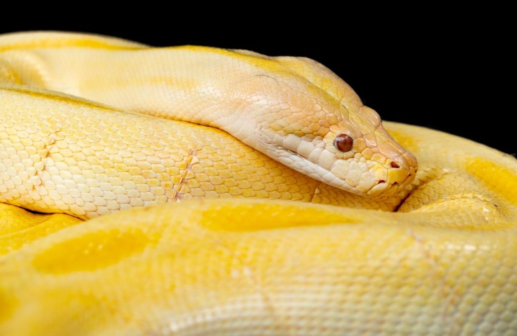 Python, The Longest Snake In The World - Bali Safari Marine Park