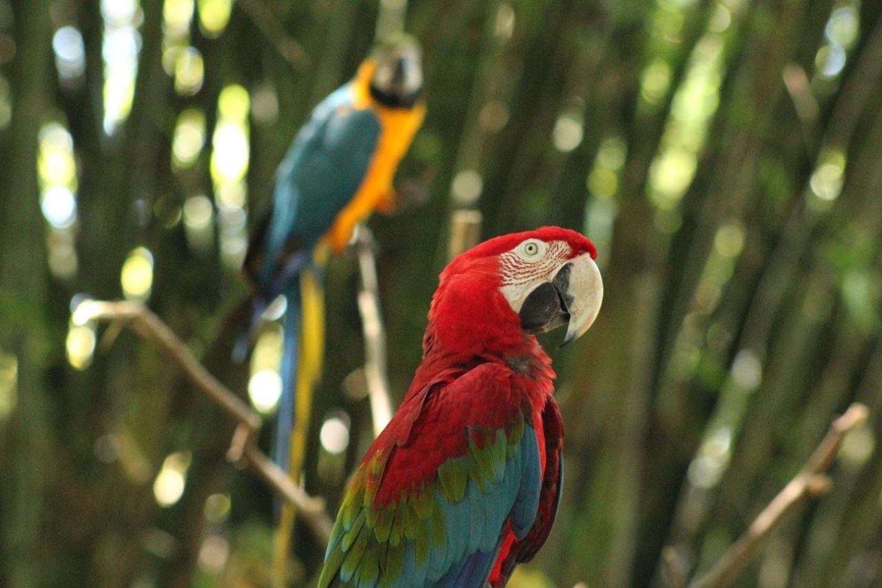 Let's Protect Parrot Through “World Parrot Day” - Bali Safari ...