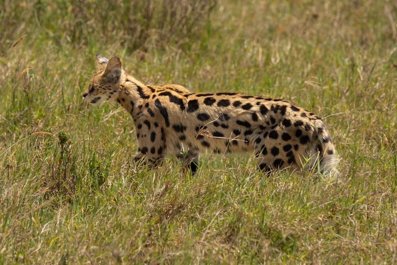 Fun Facts About The Serval Cat Mara River Safari Lodge