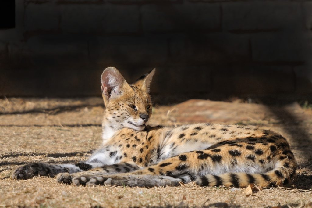Fun Facts About The Serval Cat Taman Safari Bali