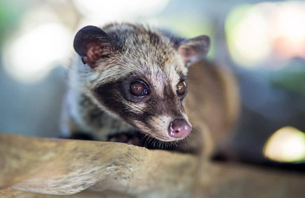 Fun Facts About Asian Palm Civet - Bali Safari Marine Park
