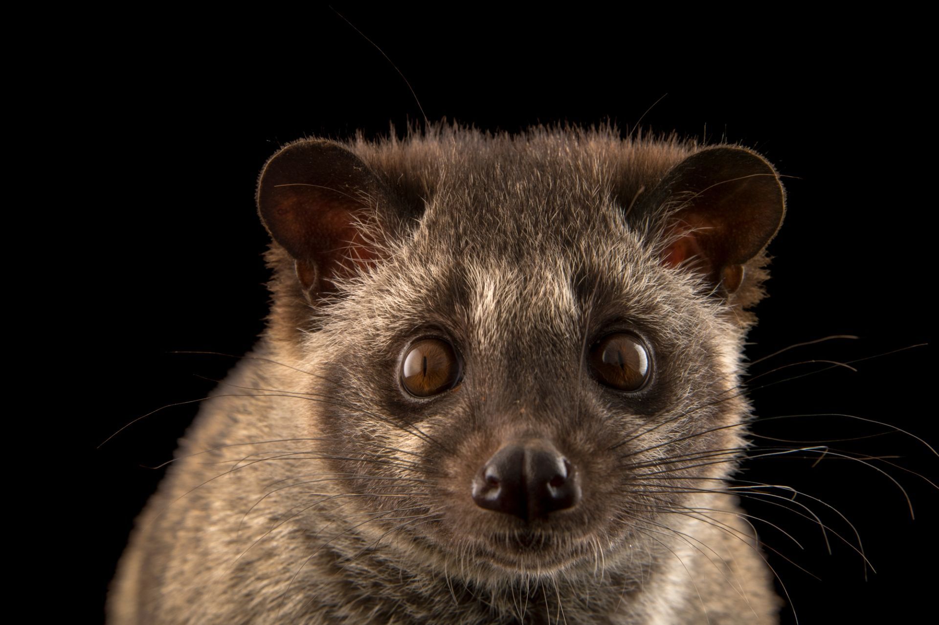 Fun Facts About Asian Palm Civet - Bali Safari Marine Park