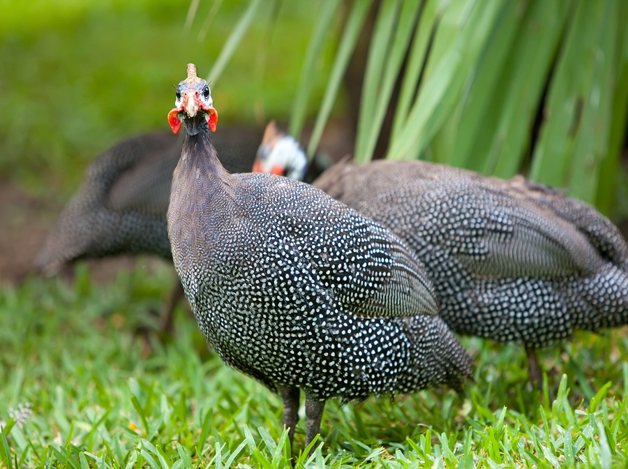 domestic-guineafowl