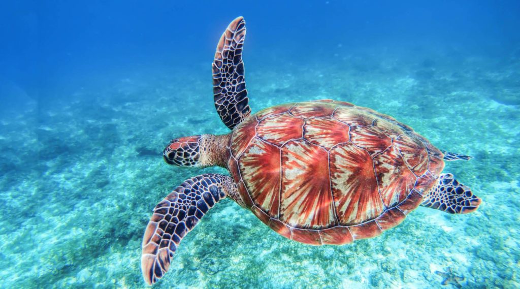 celebrate world sea turtle day with bali safari