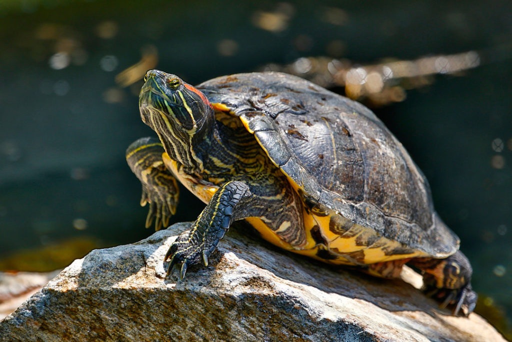 red-eared-slider