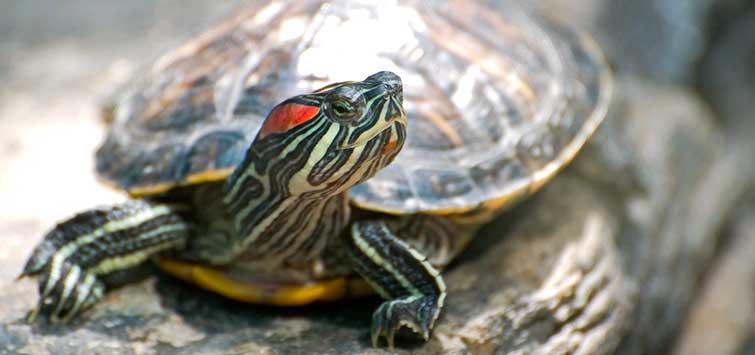 red-eared-slider