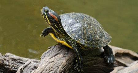 red-eared-slider