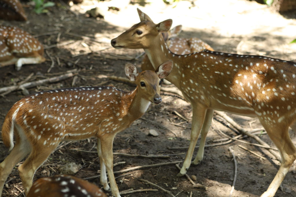 Spotted Deer - Indian Subcontinent Animal | Bali Safari Marine Park