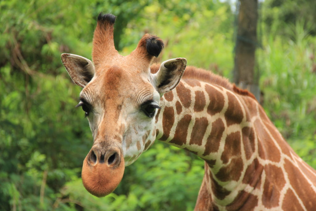 giraffe-in-bali-safari