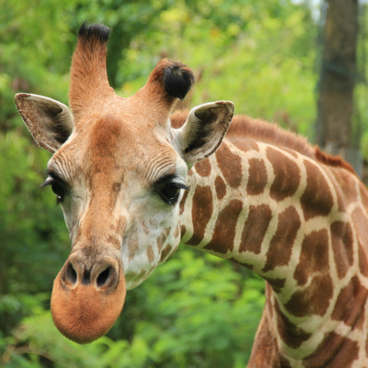 Giraffe, Most Tallest Land-living Animal - Bali Safari Marine Park