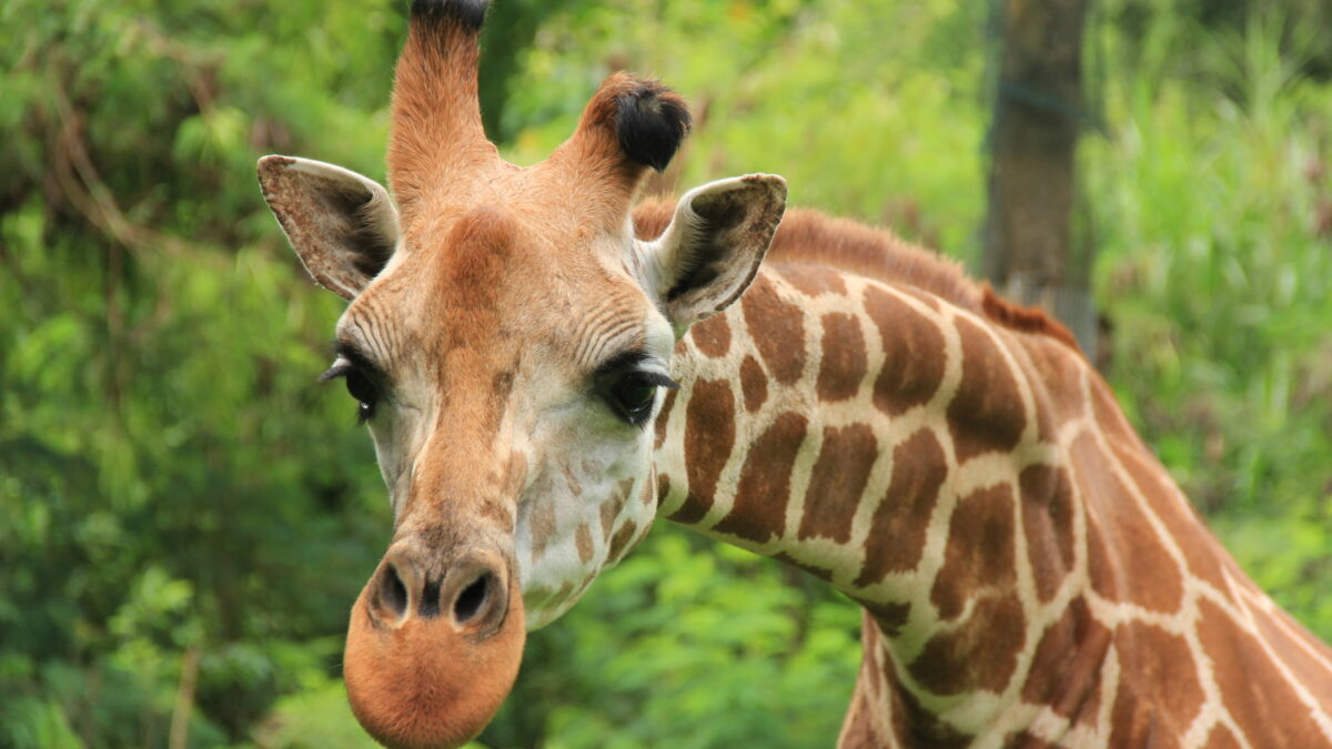 Giraffe, Most Tallest Land-living Animal - Bali Safari Marine Park