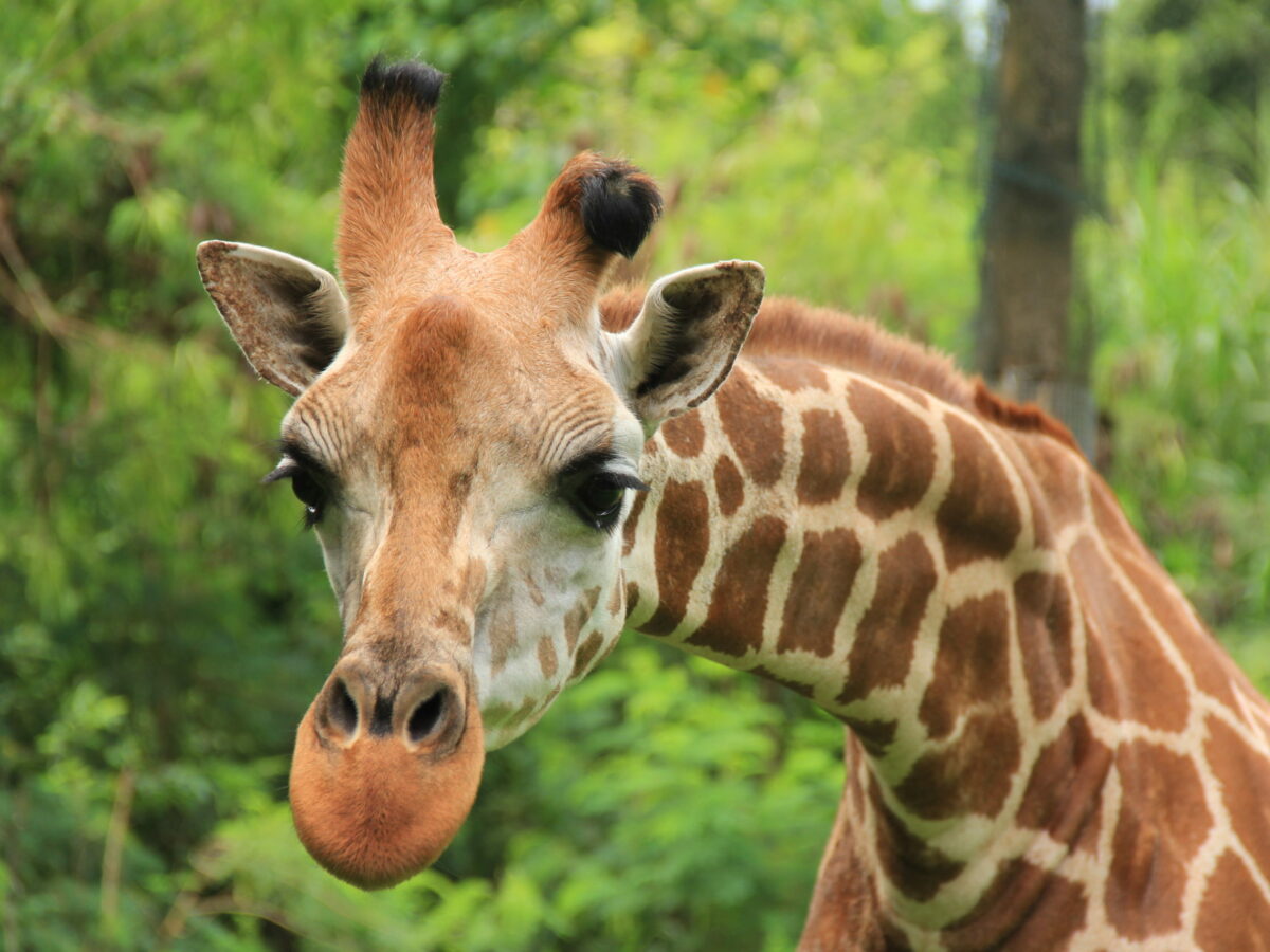 Giraffe, Most Tallest Land-living Animal - Bali Safari Marine Park