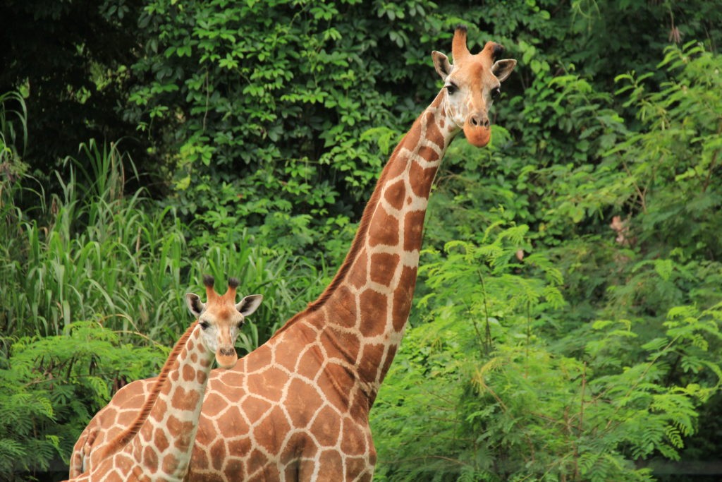 giraffe-in-bali-safari-family