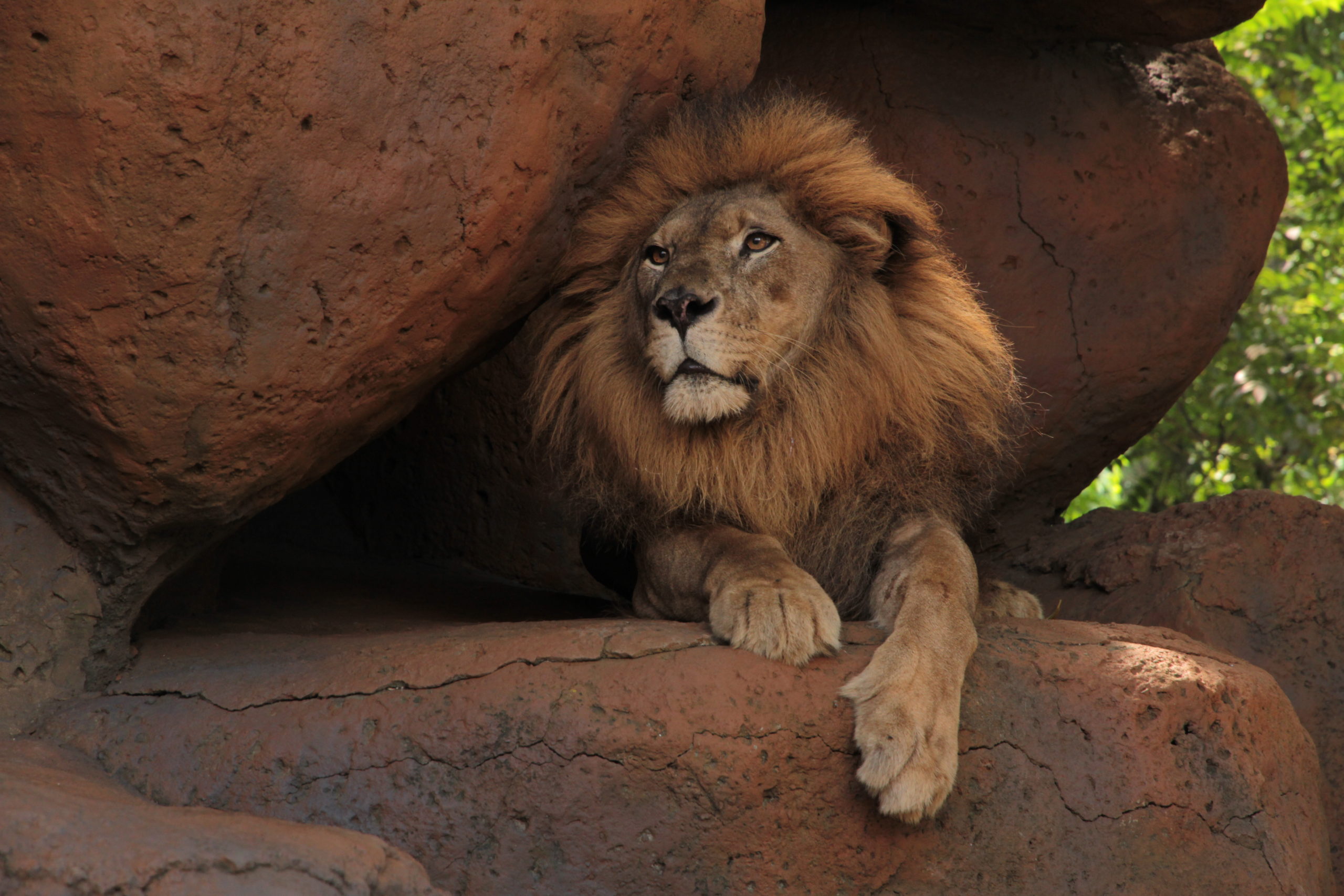 True or False about the Lion - Bali Safari Marine Park True or False about the Lion - Bali Safari Marine Park