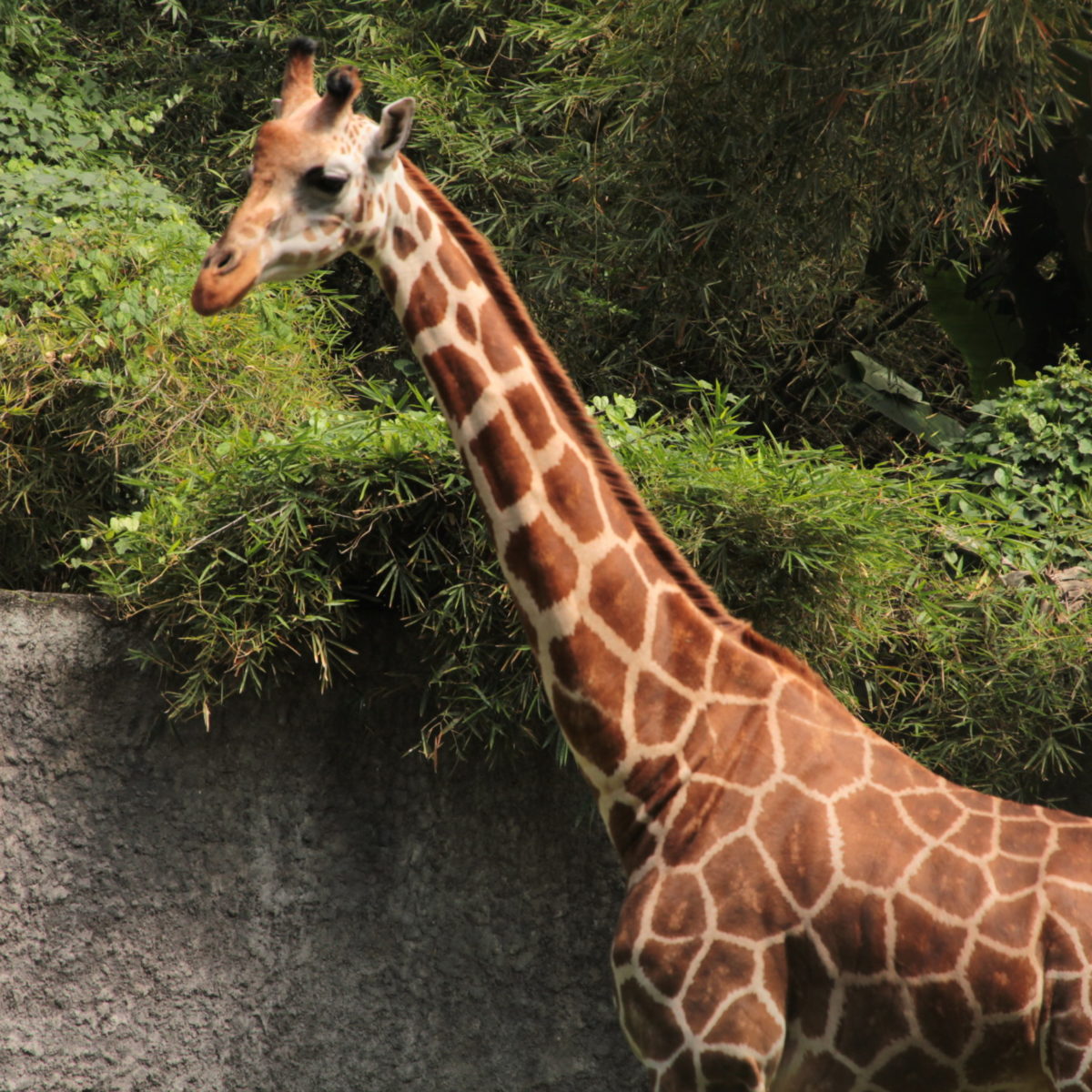 The Importance of World Giraffe Day 2022 - Bali Safari Marine Park