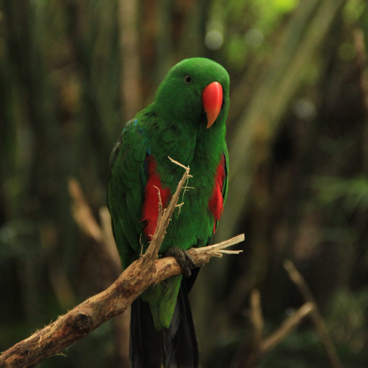 Facts About The Eclectus Parrot! - Bali Safari Marine Park