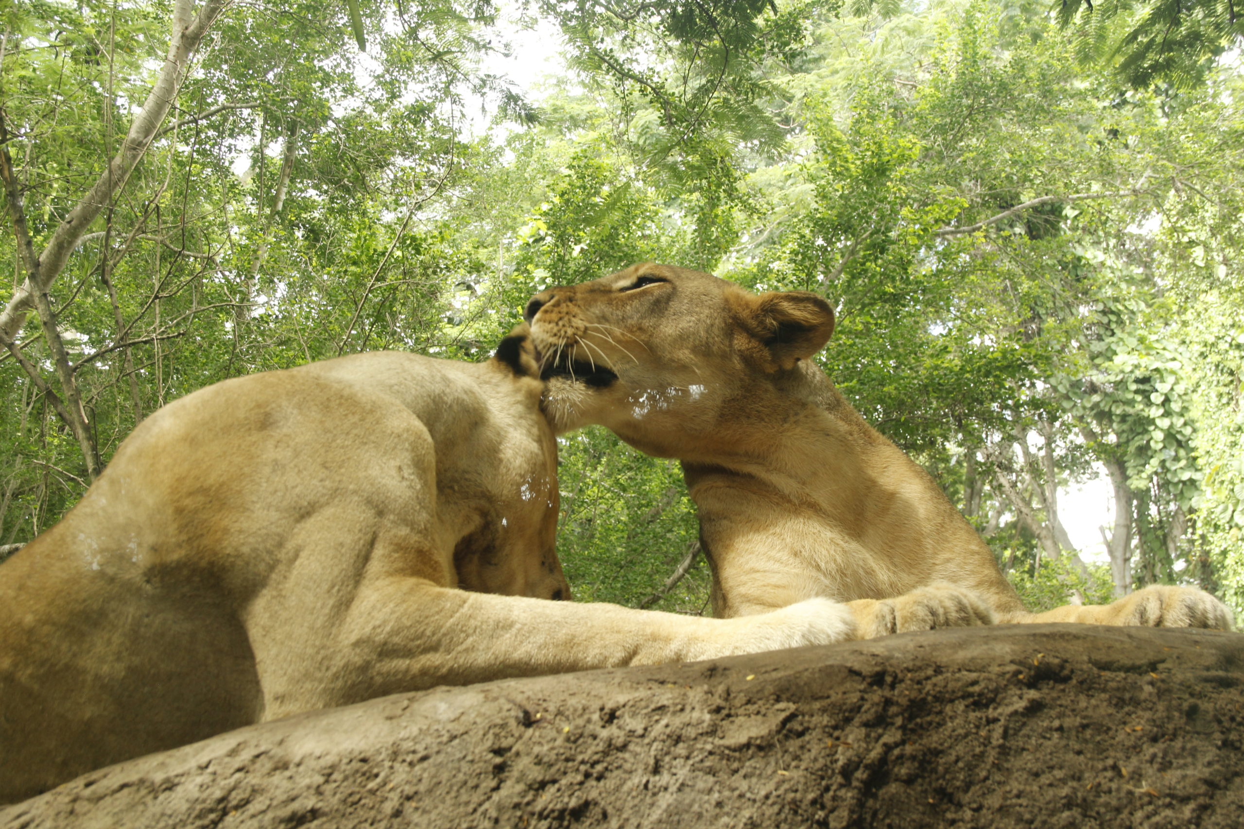 female-lion-bali-safari