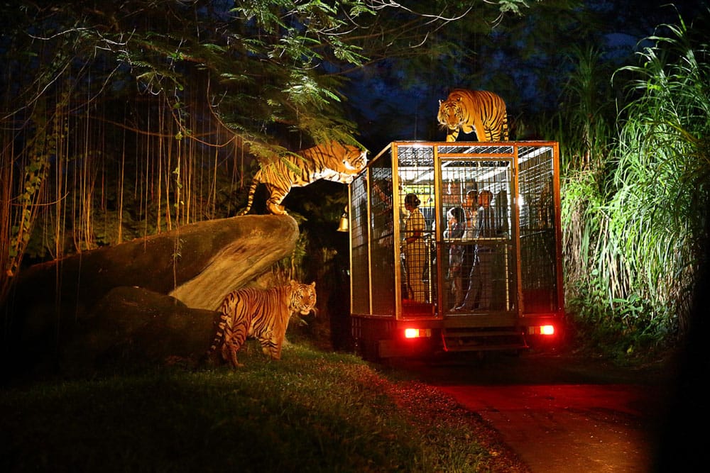 Animal You Can See At Night Safari - Bali Safari Marine Park