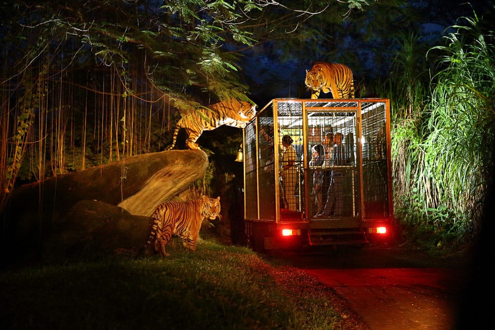 night safari journey activities