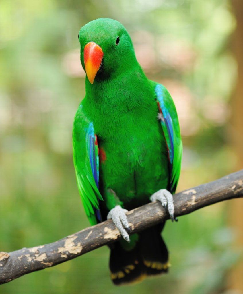 Facts About The Eclectus Parrot! - Bali Safari Marine Park