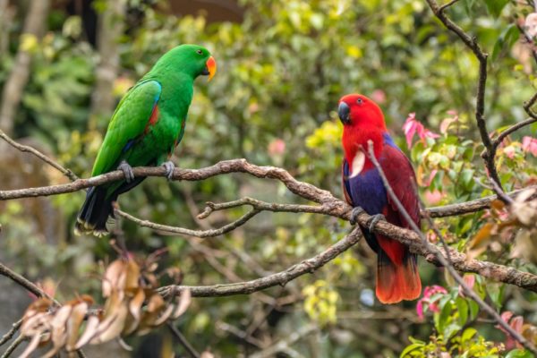 Facts About The Eclectus Parrot! - Taman Safari Bali