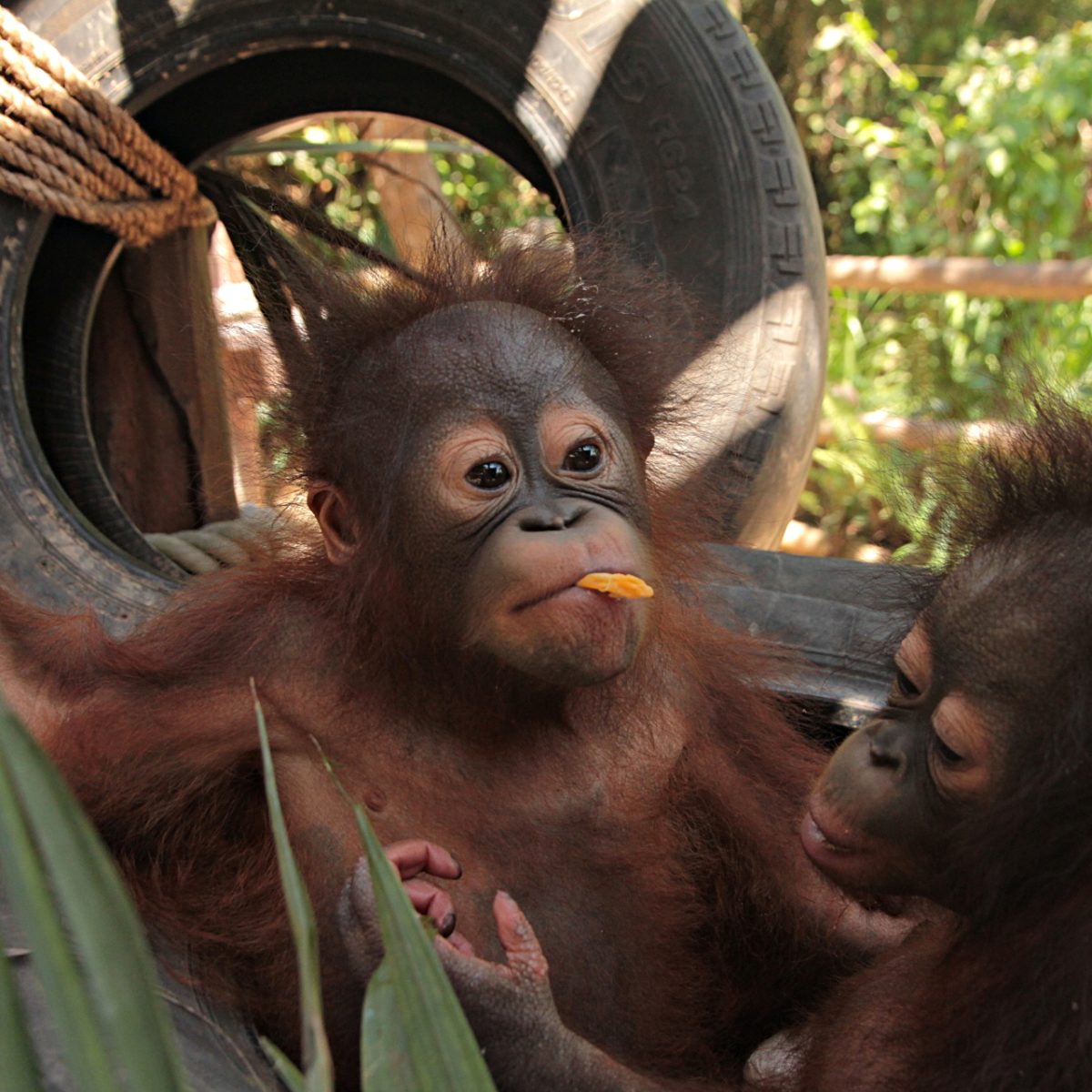 Orangutan Baby