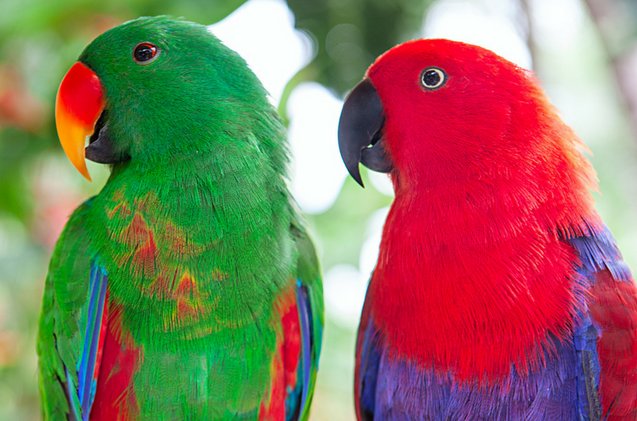 the-eclectus-parrot-dimorphism