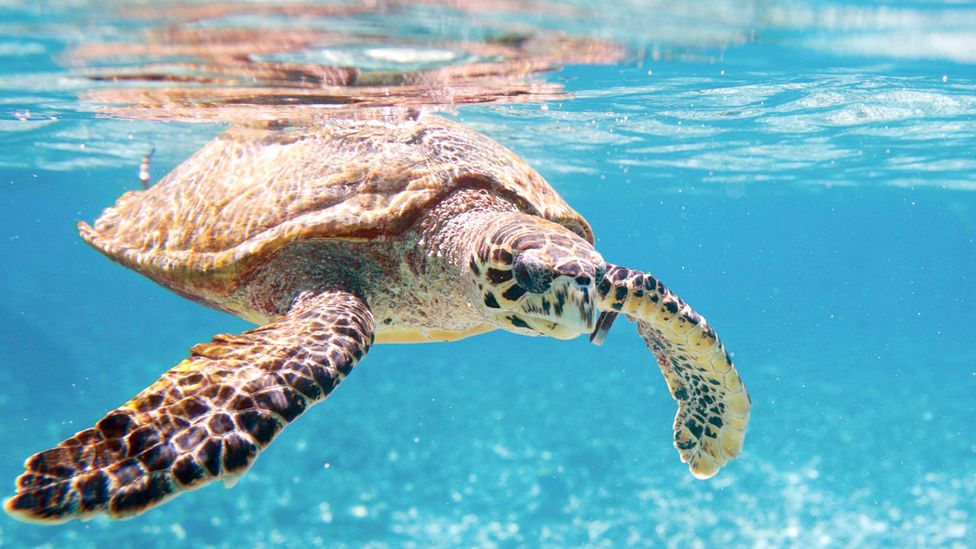 world sea turtle day