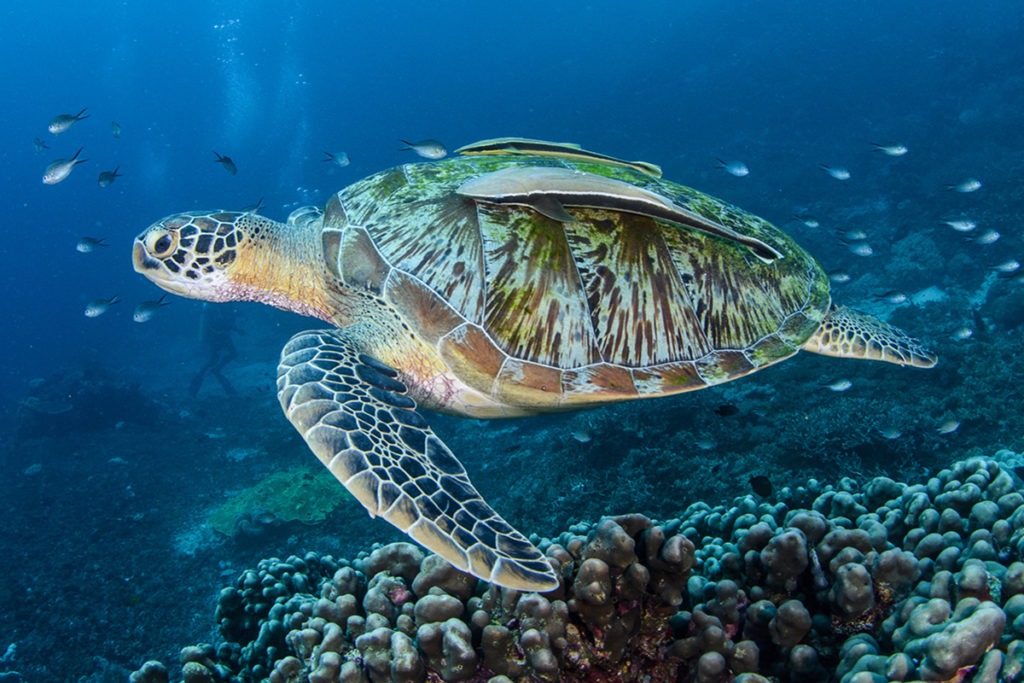 let's celebrate world sea turtle day with bali safari