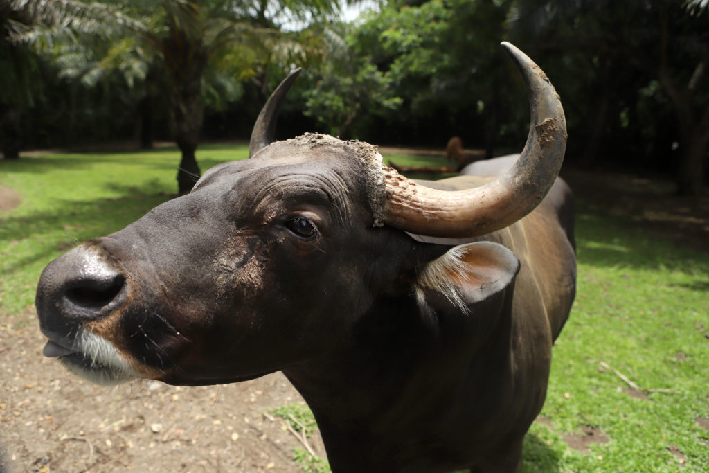 Banteng Jawa terancam punah